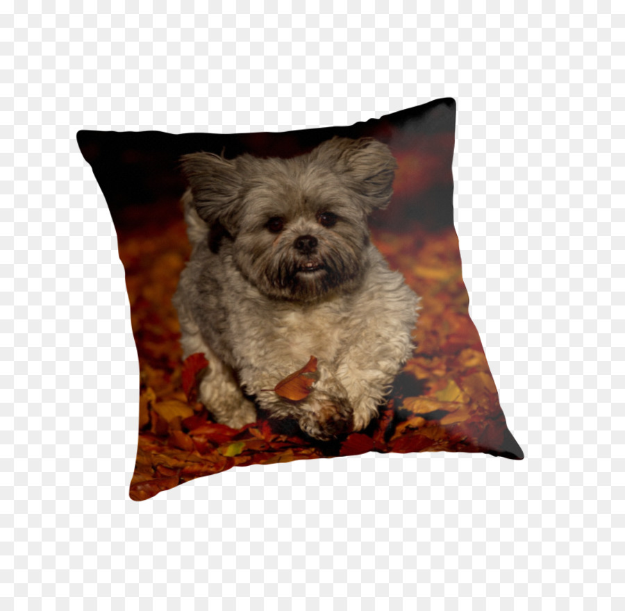 Morkie，Affenpinscher PNG