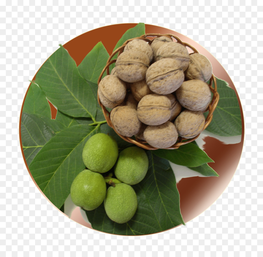 Nogal，Las Nueces De Macadamia PNG