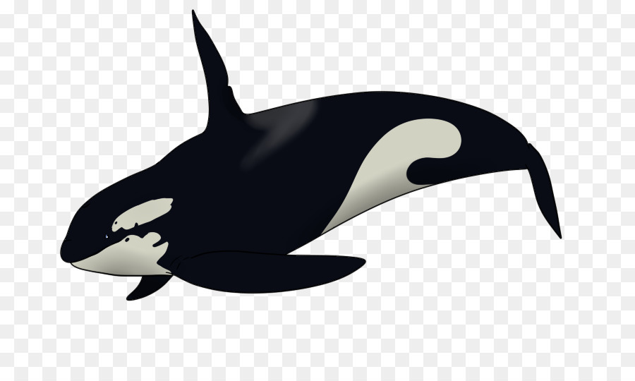 Orca，Ballena PNG