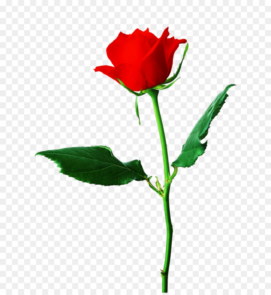 Rosa，Rojo PNG