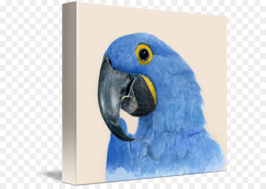 Guacamayo，Perico PNG