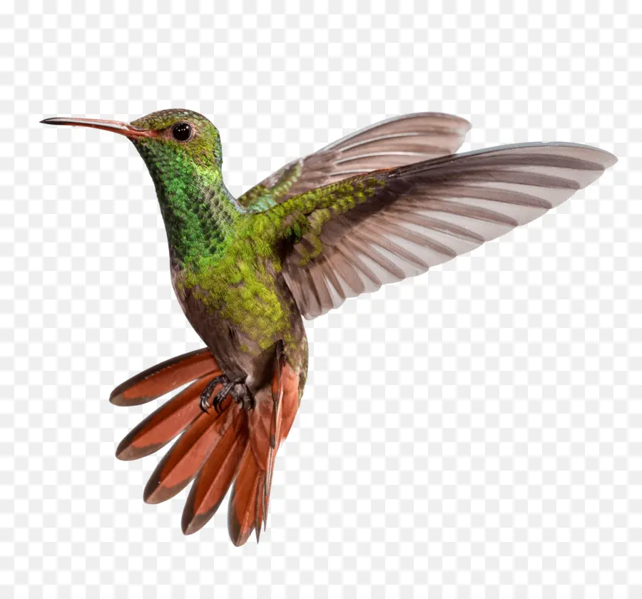 Colibrí，Pájaro PNG