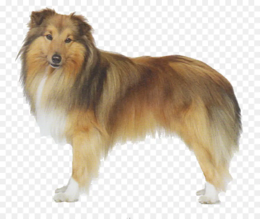 Shetland Sheepdog，Old English Sheepdog PNG