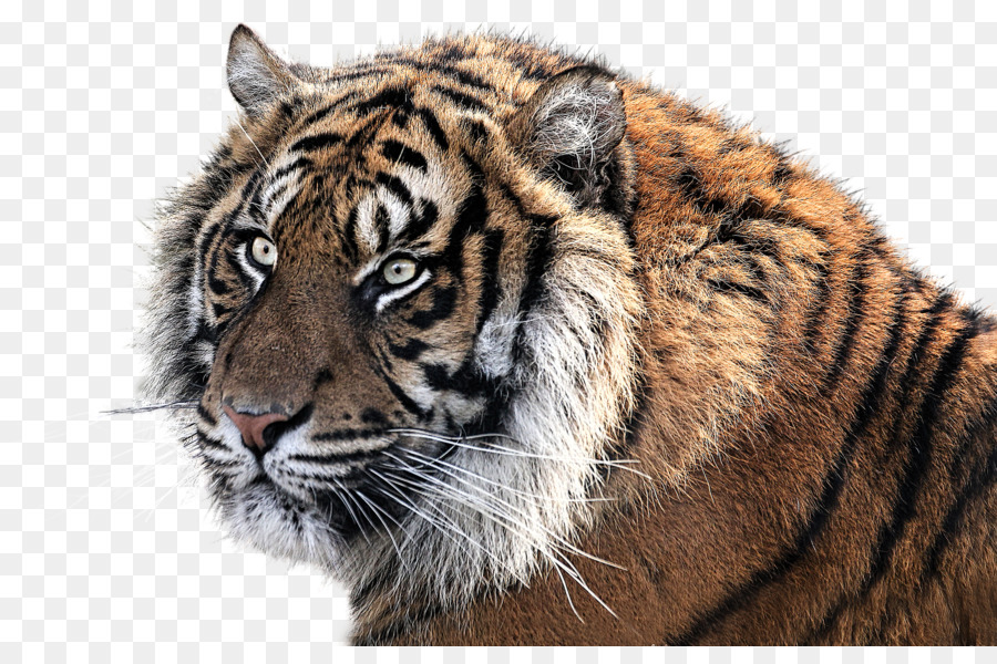 Tigre，La Resolución De La Imagen PNG