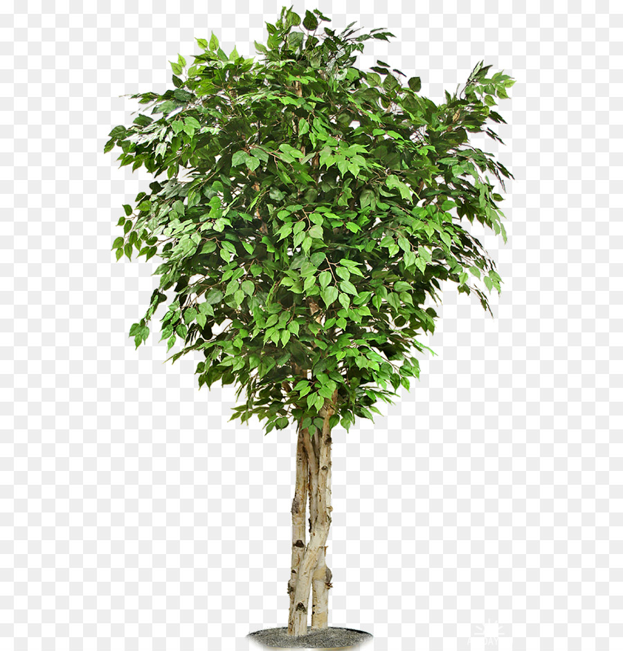 Árbol，Hojas PNG