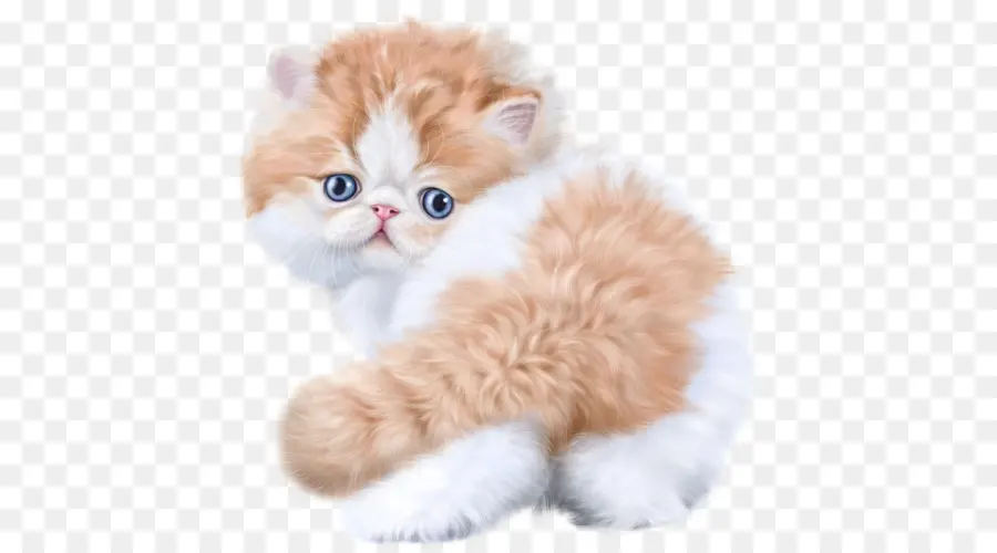 Gatito Esponjoso，Gatito PNG