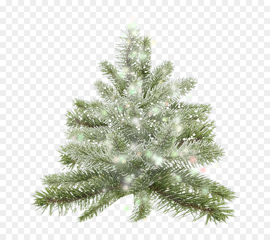 árbol De Navidad，Abeto PNG