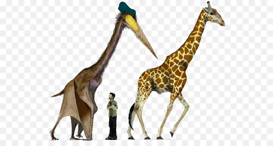 Hatzegopteryx，Quetzalcoatlus PNG