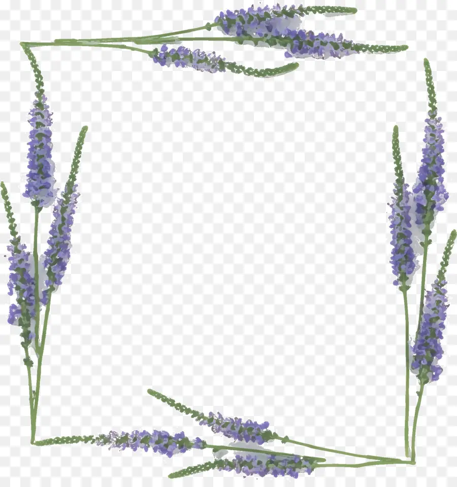 Lavanda，Imagen Digital PNG