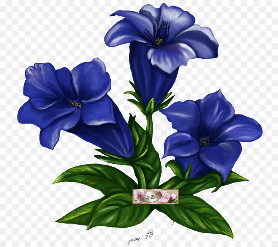 Flor，Genciana PNG