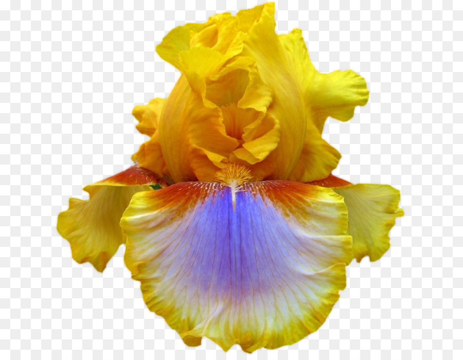 Iris Sibirica，Flor PNG