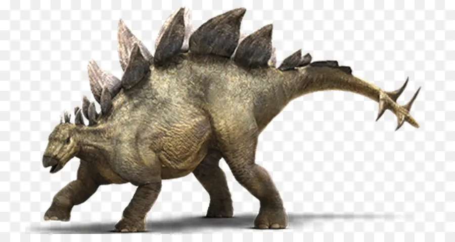 Stegosaurus，Allosaurus PNG
