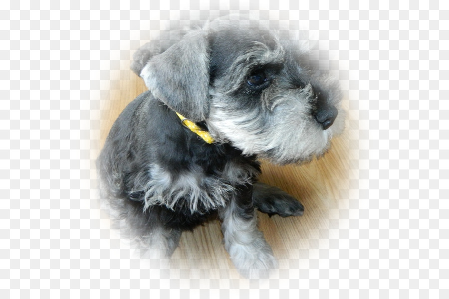 Schnauzer Miniatura，Cesky Terrier PNG