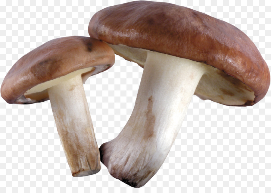 Riad，Pleurotus Eryngii PNG