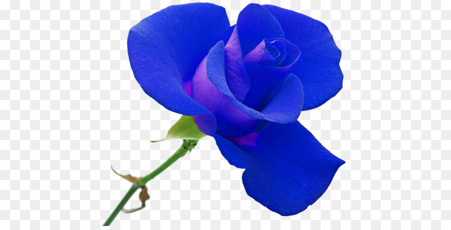 Rosa Morada，Florecer PNG