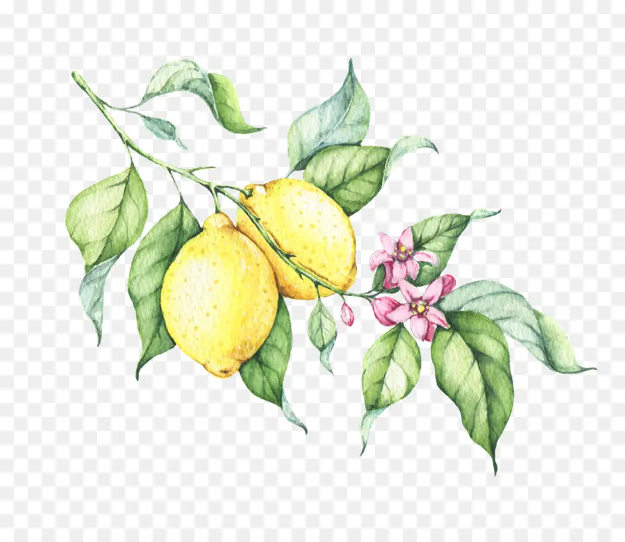 Limón，Lemon Drop PNG