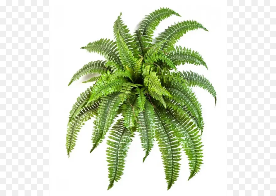 Planta De Helecho，Verde PNG