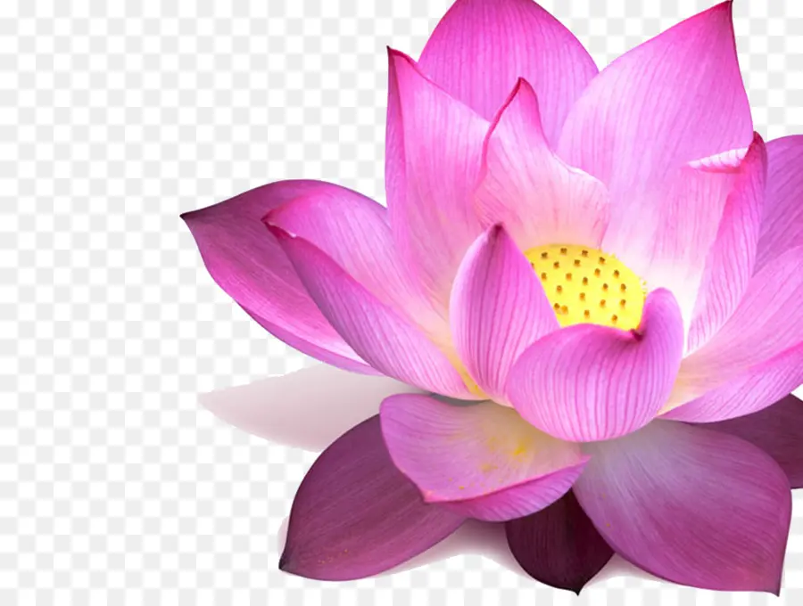 Nelumbo Nucifera，Fondo De Escritorio PNG