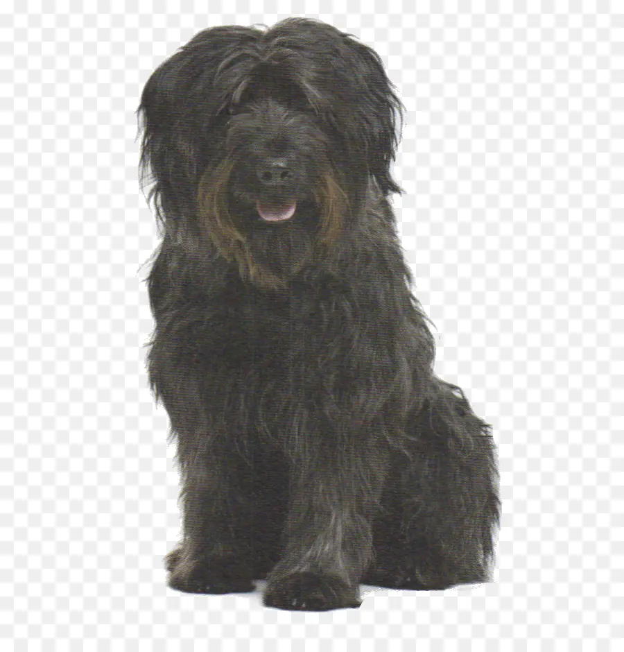 Perro Pastor Catalán，Old English Sheepdog PNG