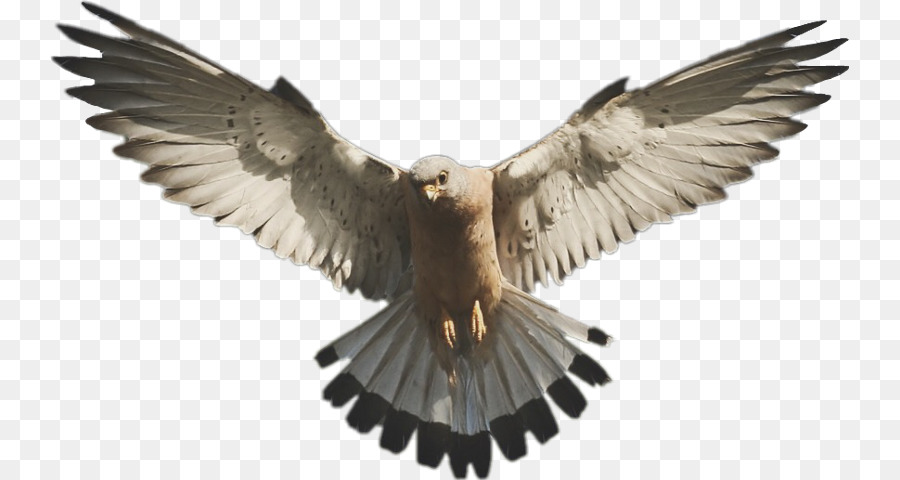 Falcon，Fondo De Escritorio PNG