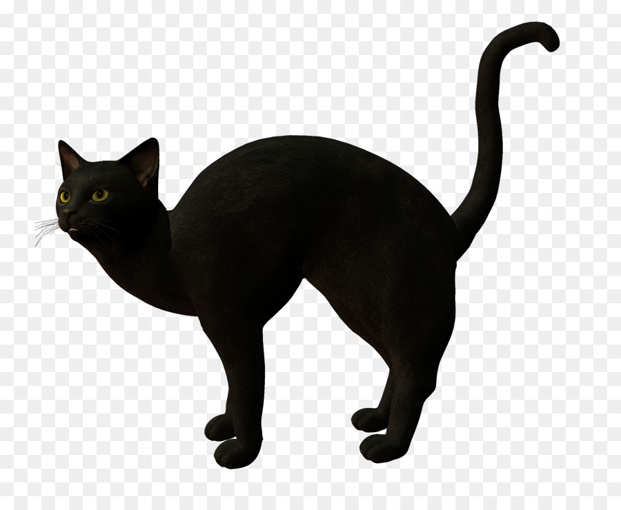Gato Negro，Korat PNG