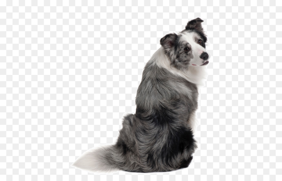 Border Collie，Rough Collie PNG