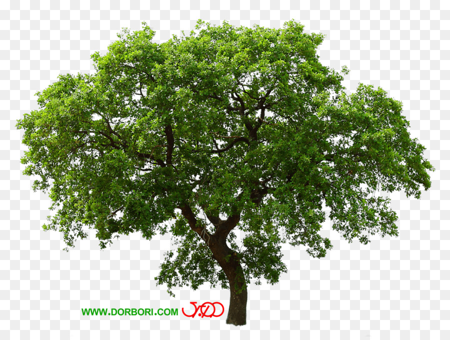 Árbol，Planta PNG