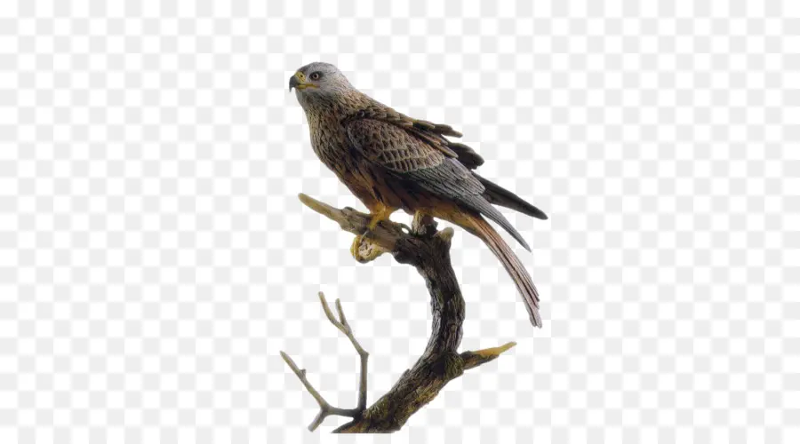 Falcon，Le Gite Des Faucons PNG