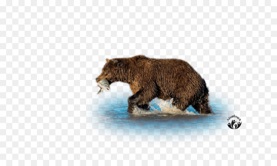 Grizzly Bear，Oso Pardo PNG