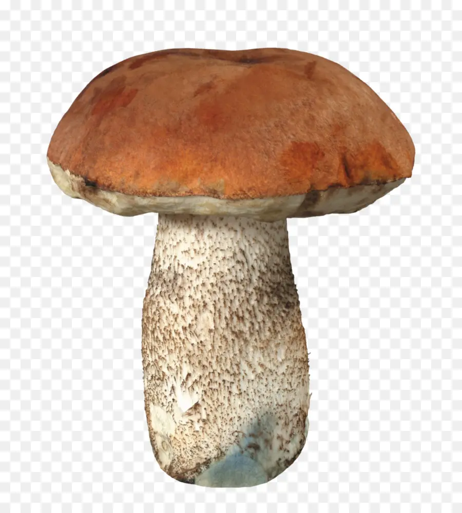 Champiñón，Hongos PNG