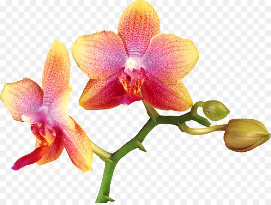 Orquídea，Floración PNG