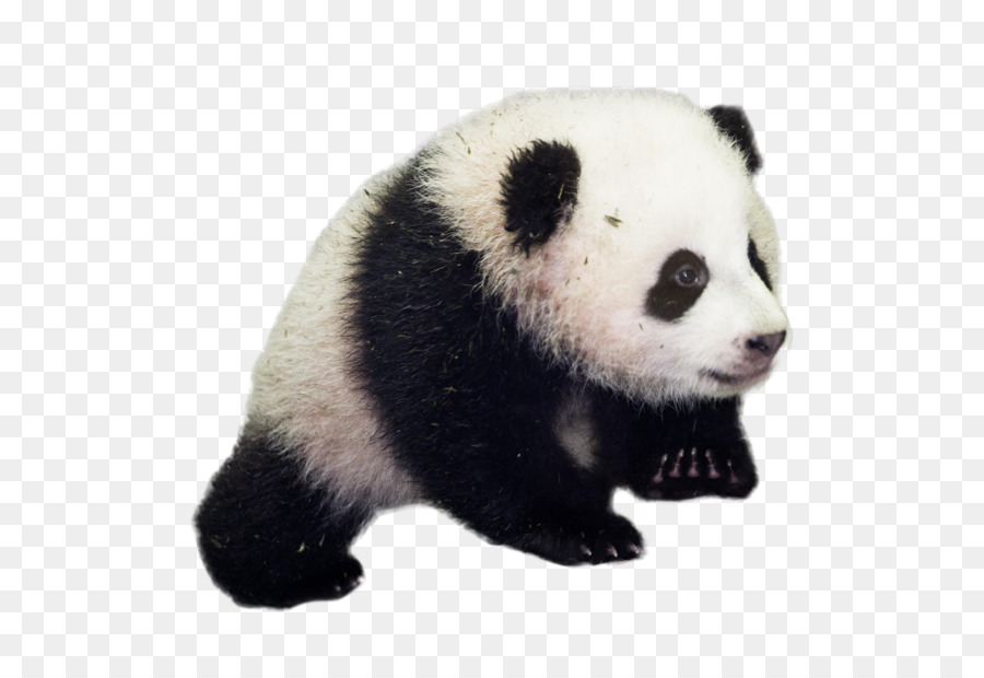 Panda，Oso PNG