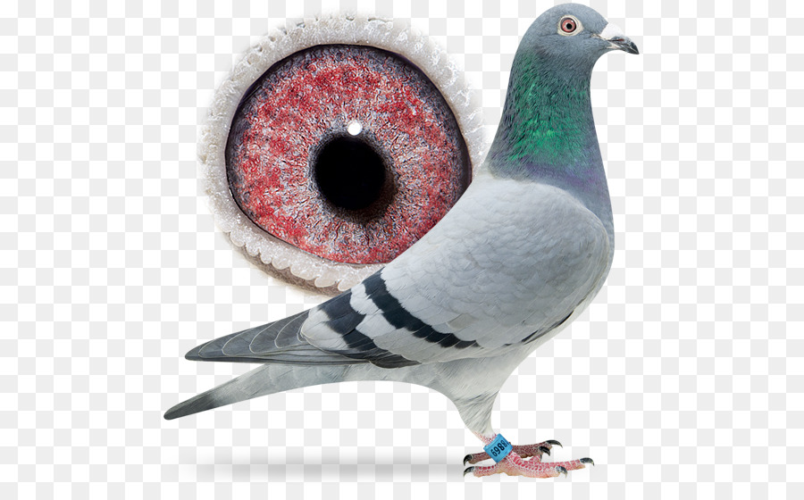 Pico，Columbidae PNG