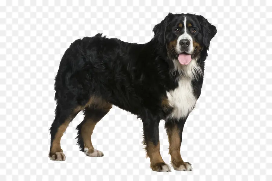 Perro De Montaña De Bernese，Golden Retriever PNG