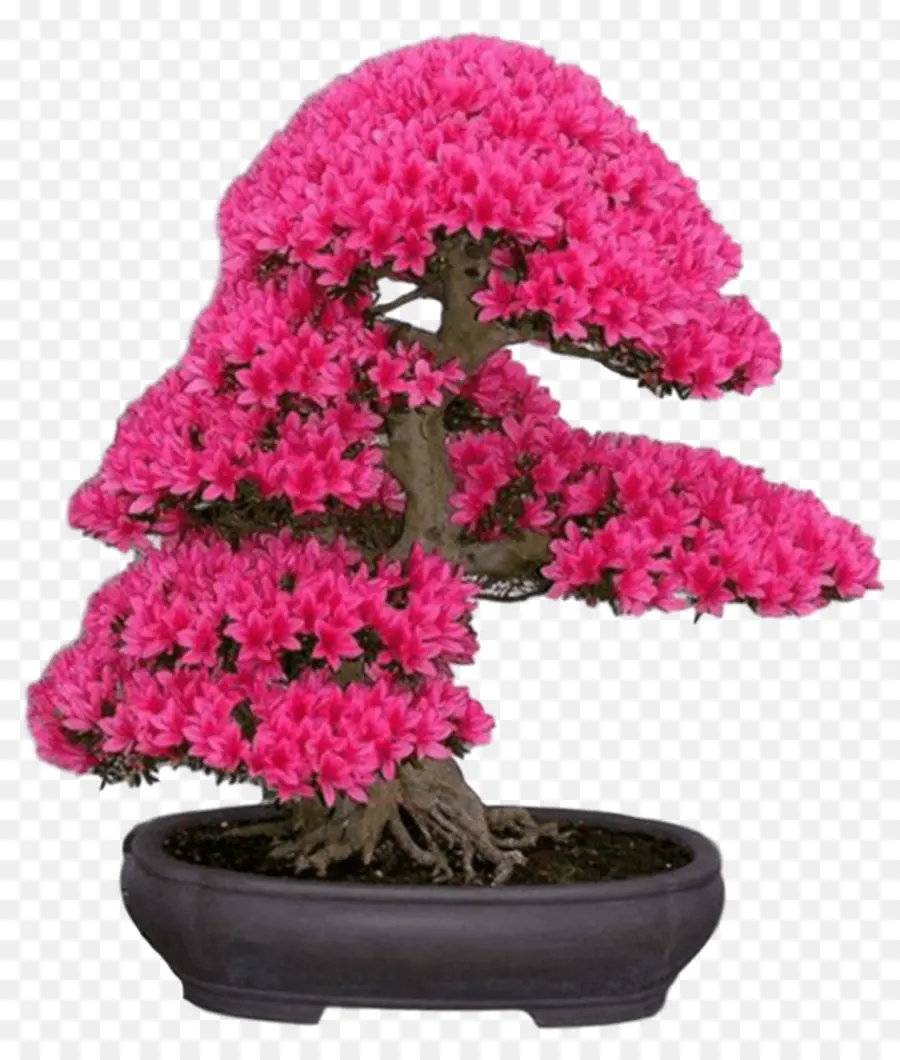 Bonsai，Arce Japonés PNG