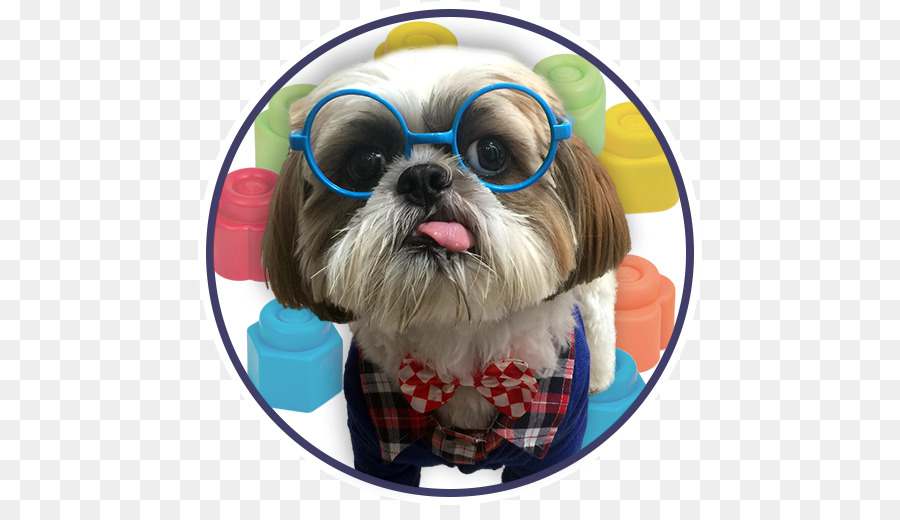 Shih Tzu，Cachorro PNG