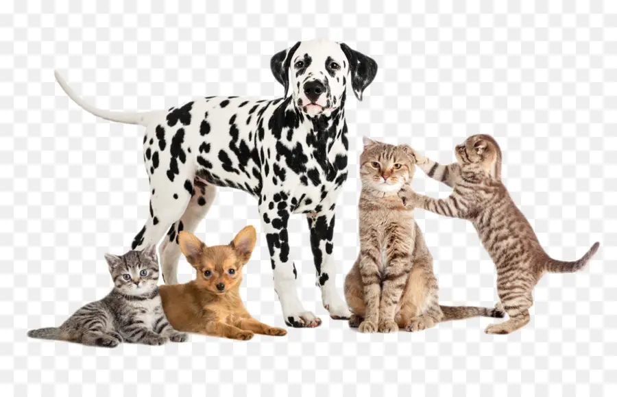 Perros Y Gatos，Perro PNG