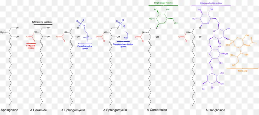 Esfingolípido，Esfingosina PNG