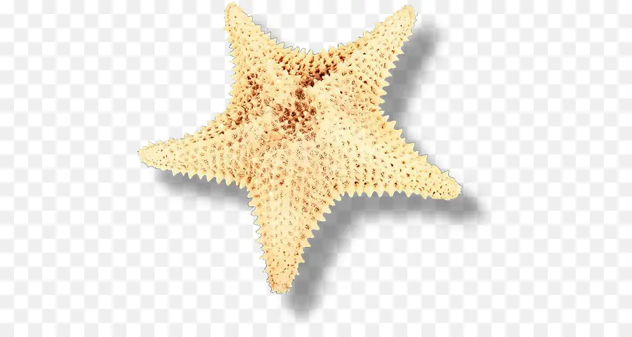 Estrella De Mar，Mar PNG