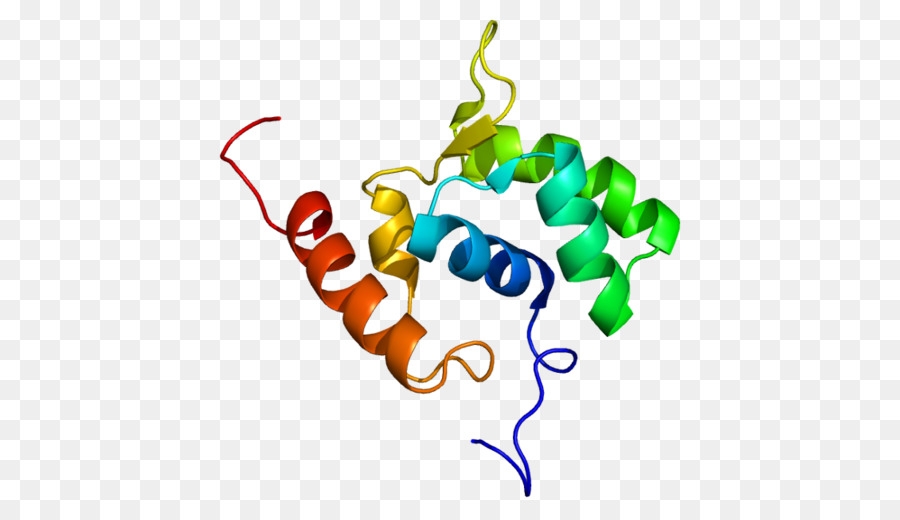 Estructura De La Proteína，Molécula PNG