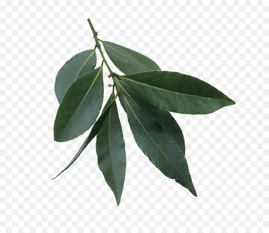 Laurel，La Hoja De Laurel PNG