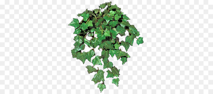 Hoja，árbol PNG