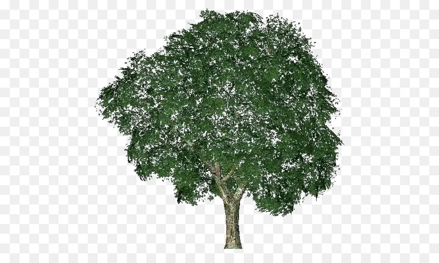 Ulmus Minor，árbol PNG