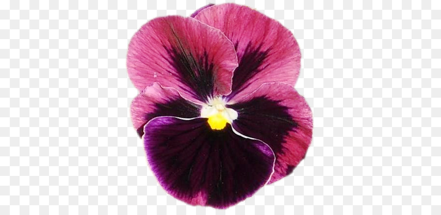 Pansy，Violeta PNG