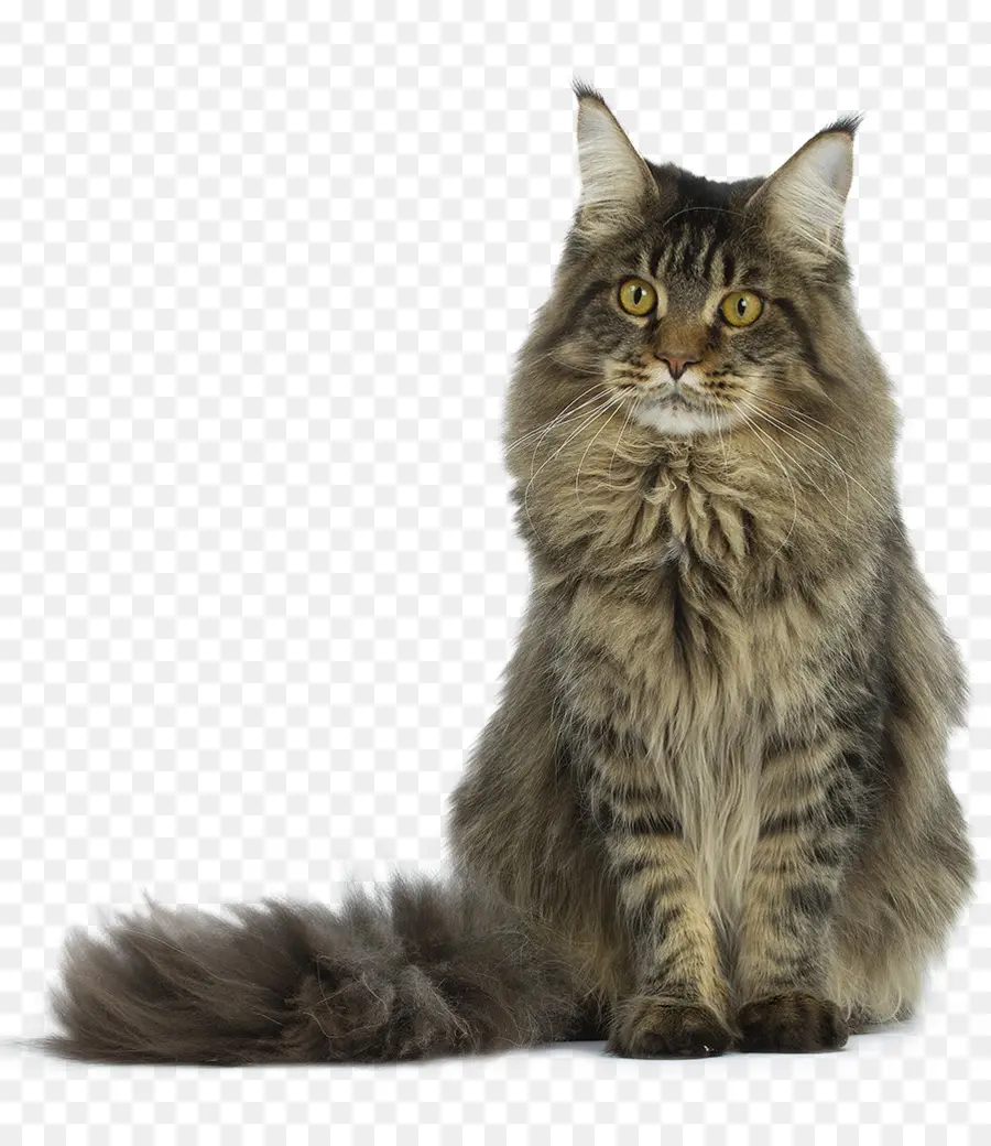 Maine Coon，Corto Plazo PNG