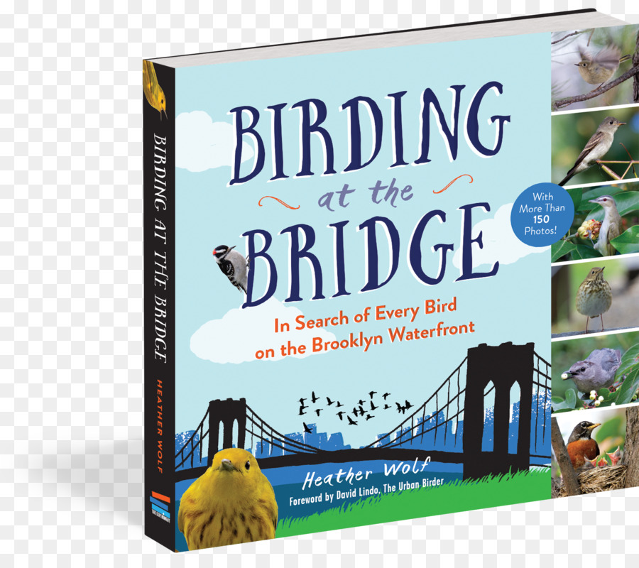 Observación De Aves En El Puente En La Búsqueda De Todas Las Aves En La Costa De Brooklyn，Pájaro PNG