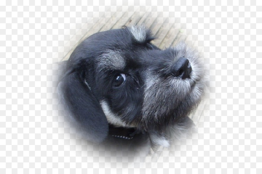 Schnauzer Miniatura，Schnauzer Estándar PNG