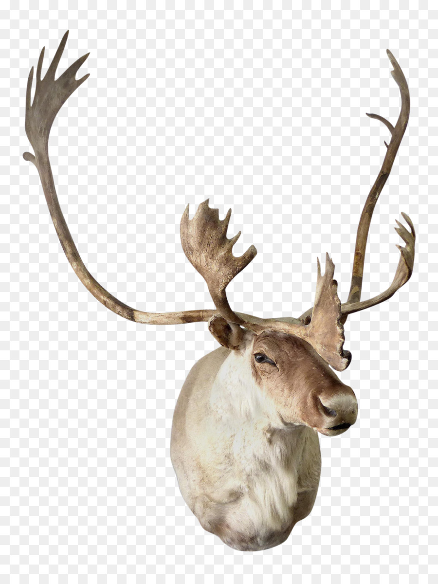 Reno，Elk PNG