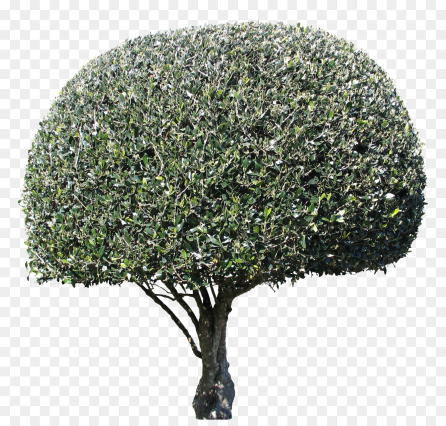 Árbol，Hojas PNG