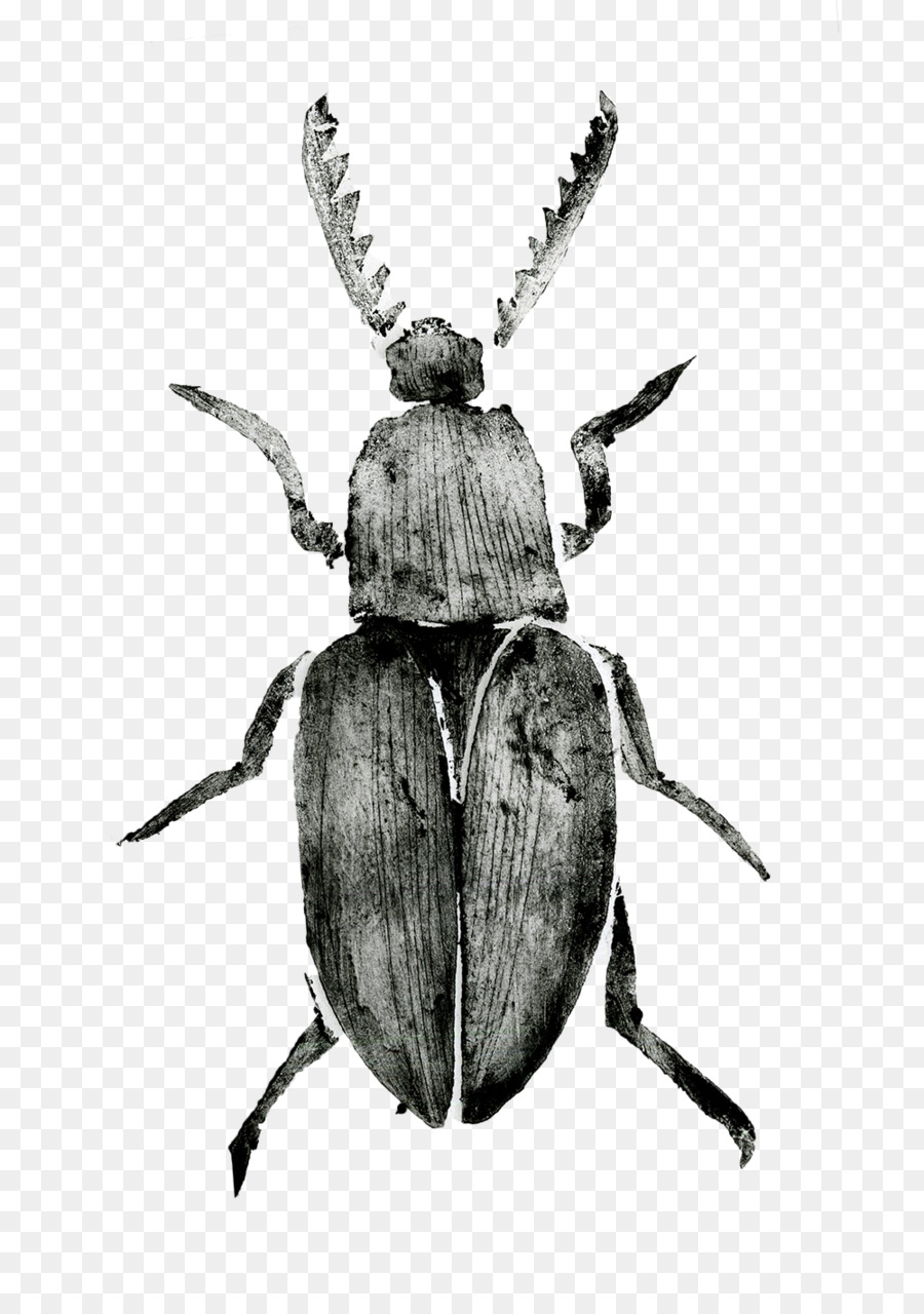 Escarabajo Rhinoceros Japonés，Escarabajo PNG
